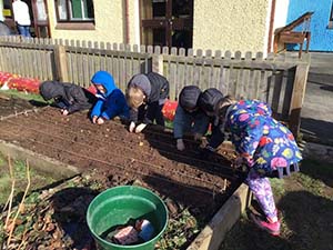 Gardening and the potato growing challenge